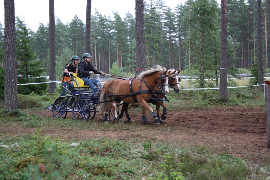 Full fart i skogen